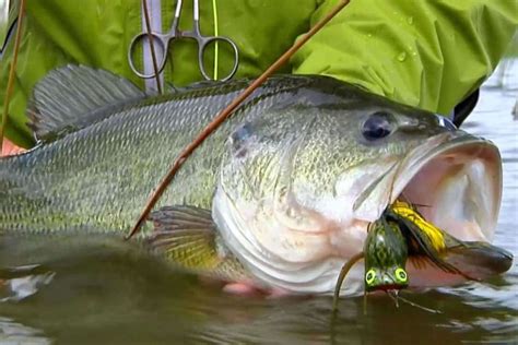 How To Catch Largemouth Bass .